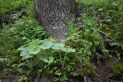 Asarum canadense canadense