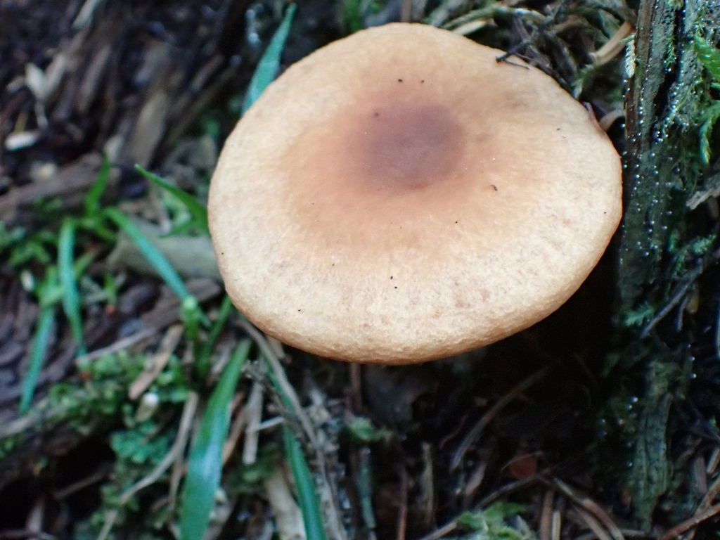 Birch Milkcap · August 2026 · photo: Photo: no rights reserved · iNaturalist