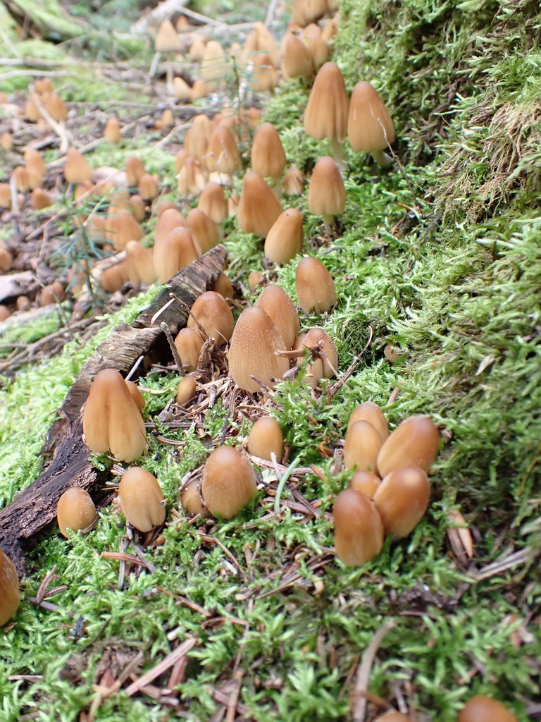 mica cap · August 2026 · photo: Photo: no rights reserved · iNaturalist