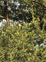 Myiarchus crinitus