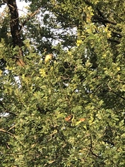 Myiarchus crinitus