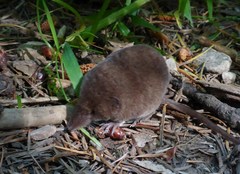 Sorex sonomae