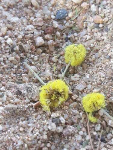 Vachellia nilotica, photograph 4
