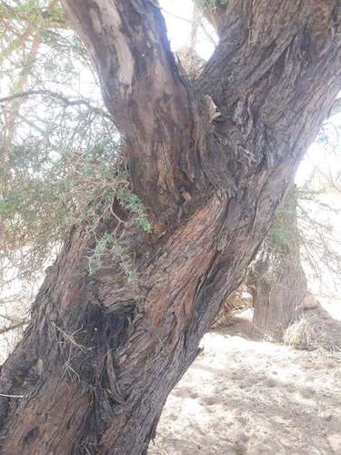 Vachellia nilotica, photograph 6
