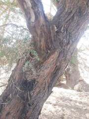 Vachellia nilotica, photograph (c) Karim Haddad, some rights reserved (CC BY)