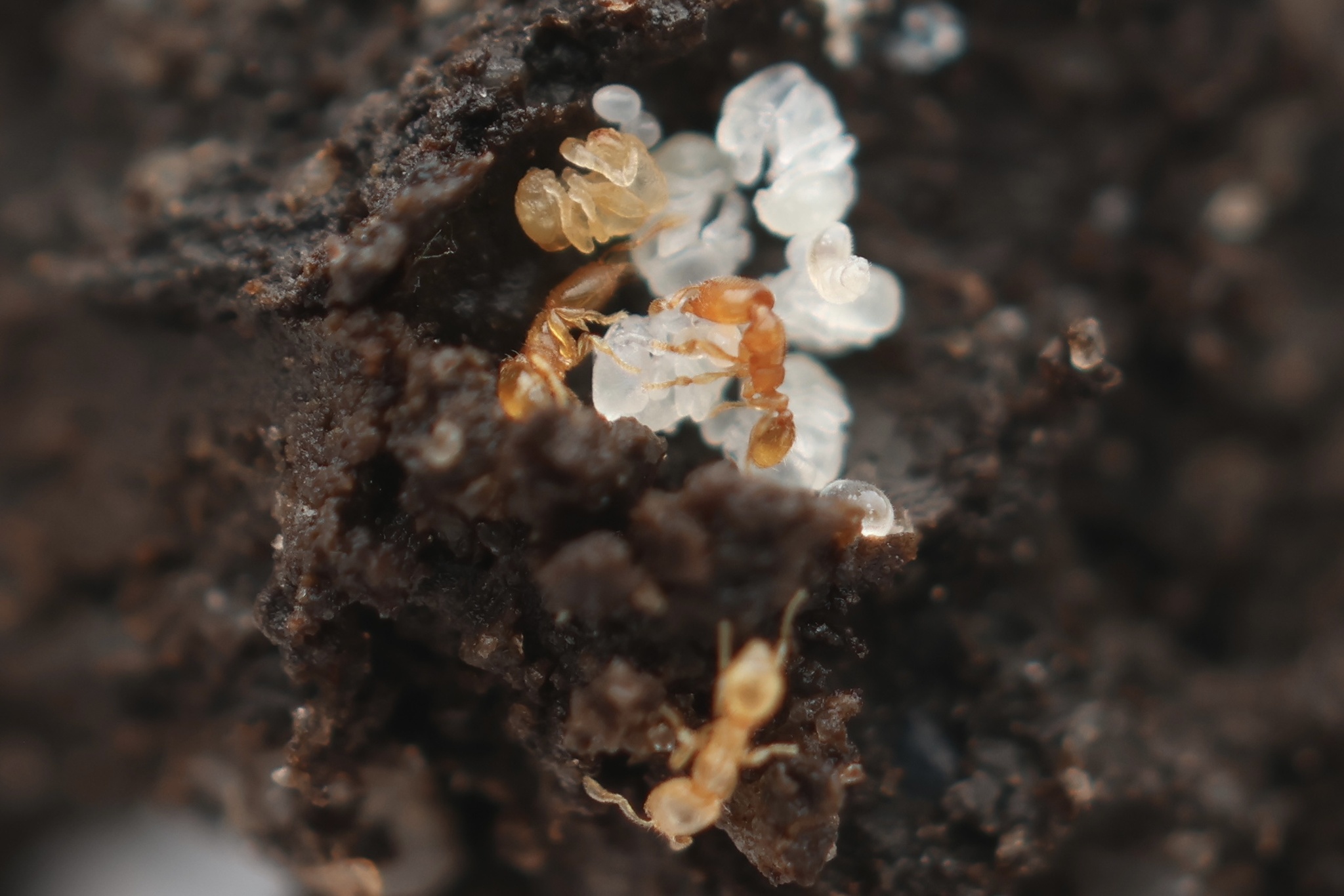 Carebara globularia