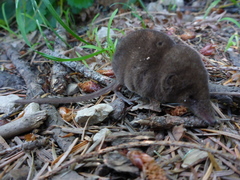 Sorex sonomae