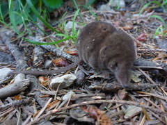 Sorex sonomae