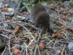 Sorex sonomae