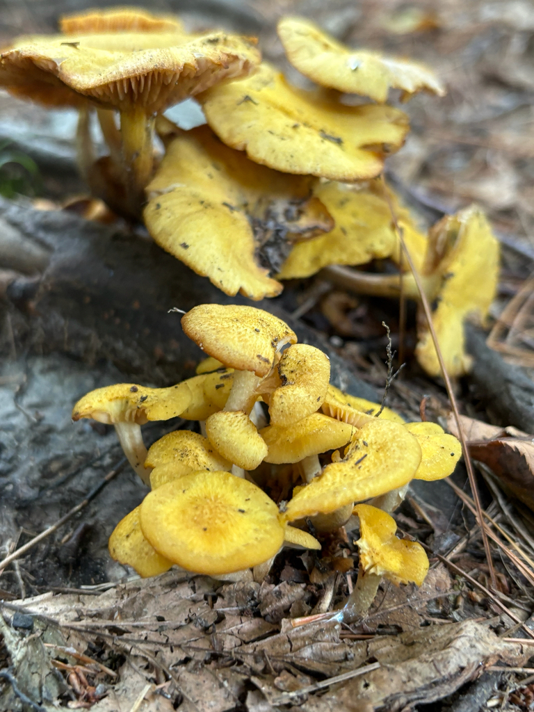 Ringless Honey Mushroom · August 2026 · photo: Photo: (c) delognut, some rights reserved (CC BY) · iNaturalist