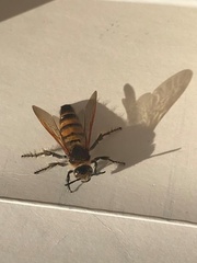 Radumeris tasmaniensis