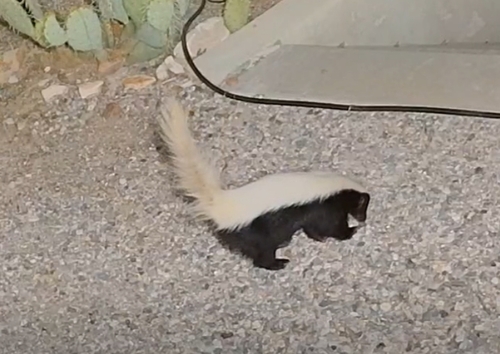 American Hog-nosed Skunk observed by jshilko