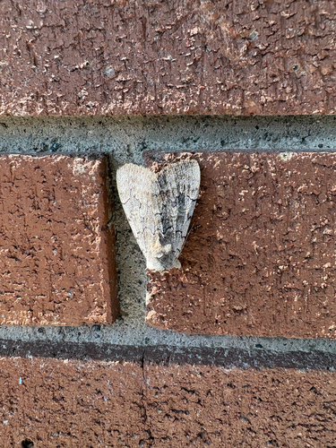 Pink Underwing