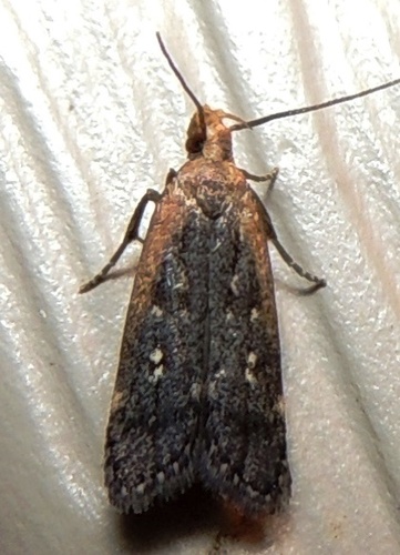 Dichomeris costarufoella (Chambers, 1874)