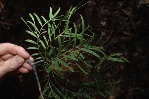 Owenia acidula, photograph 1