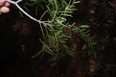 Owenia acidula, photograph (c) Greg Tasney, some rights reserved (CC BY-SA)