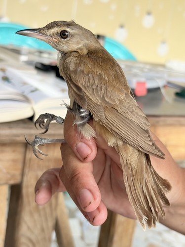 Great Reed Warbler