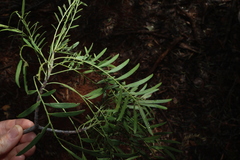 Owenia acidula
