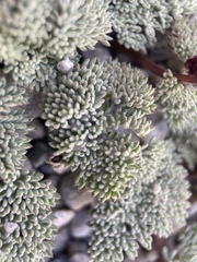 Cymopterus cinerarius