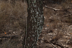 Owenia acidula, photograph (c) Greg Tasney, some rights reserved (CC BY-SA)