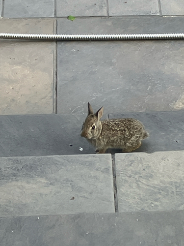 Eastern Cottontail