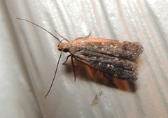 Dichomeris costarufoella