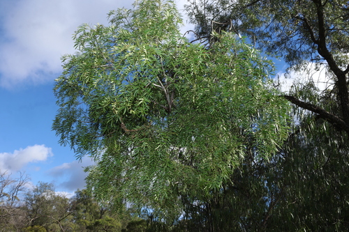 Owenia acidula, photograph 4
