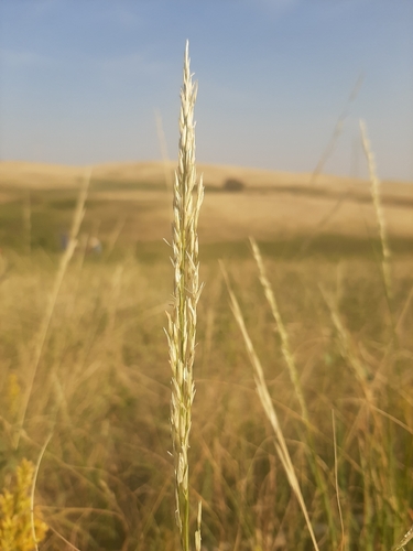 Sand Reedgrass