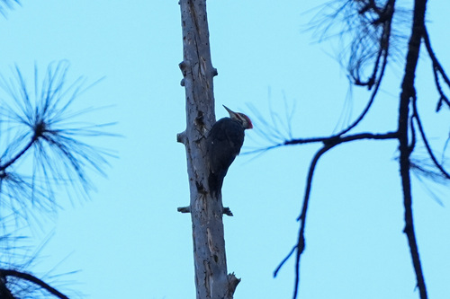iNaturalist observation photo of Pileated Woodpecker
