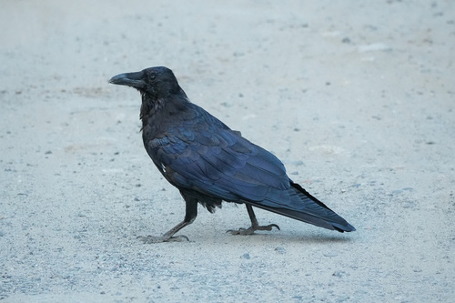 iNaturalist observation photo of Common Raven
