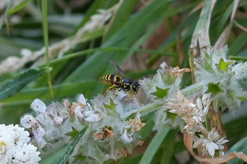 iNaturalist observation photo of American Yellowjacket