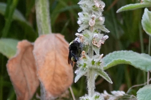 iNaturalist observation photo of Bumble Bees