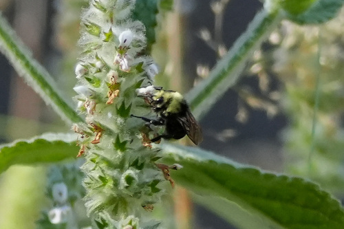 iNaturalist observation photo of Bumble Bees
