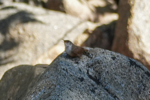 iNaturalist observation photo of Canyon Wren