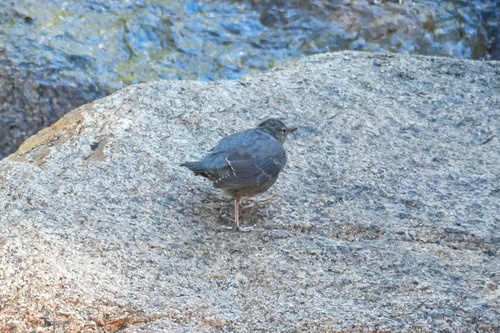 iNaturalist observation photo of American Dipper