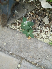 Chenopodium vulvaria