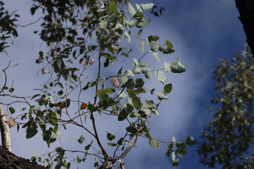 Eucalyptus melanophloia, photograph 4