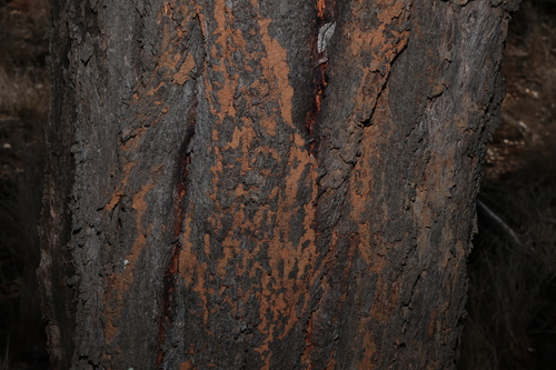 Eucalyptus melanophloia, photograph 5
