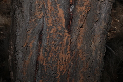 (c) Greg Tasney, some rights reserved (CC BY-SA) Eucalyptus melanophloia, photograph (c) Greg Tasney, some rights reserved (CC BY-SA)