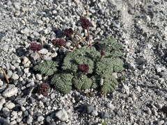Cymopterus cinerarius