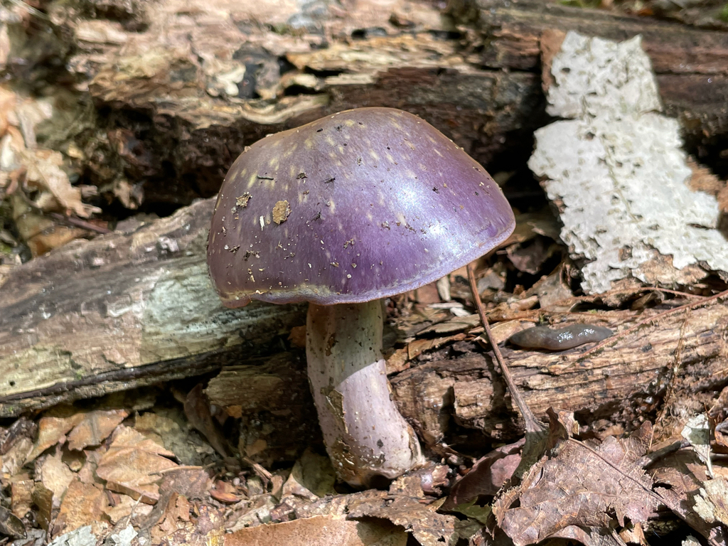 Viscid Violet Cort · August 2026 · photo: Photo: (c) Bobby McCabe, some rights reserved (CC BY) · iNaturalist