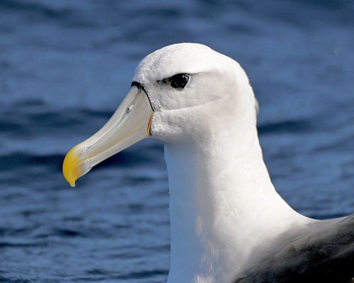 iNaturalist image