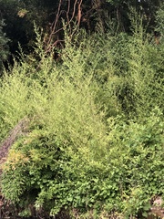 Phyllostachys aurea