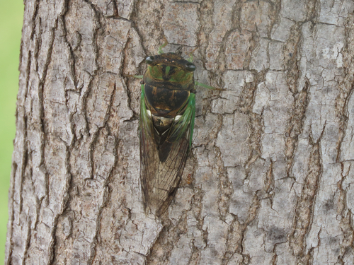 Swamp Cicada
