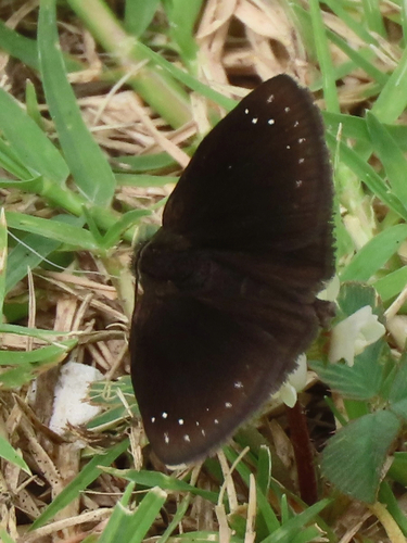 Common Sootywing