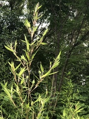 Phyllostachys aurea