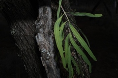 Alectryon oleifolius