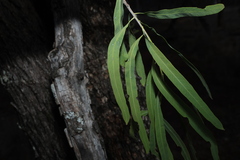 Alectryon oleifolius, photograph (c) Greg Tasney, some rights reserved (CC BY-SA)