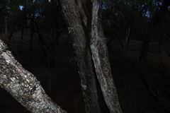 Alectryon oleifolius, photograph (c) Greg Tasney, some rights reserved (CC BY-SA)