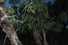 Alectryon oleifolius, photograph (c) Greg Tasney, some rights reserved (CC BY-SA)